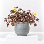 Oxalis Spiralis Crazy Pink  1