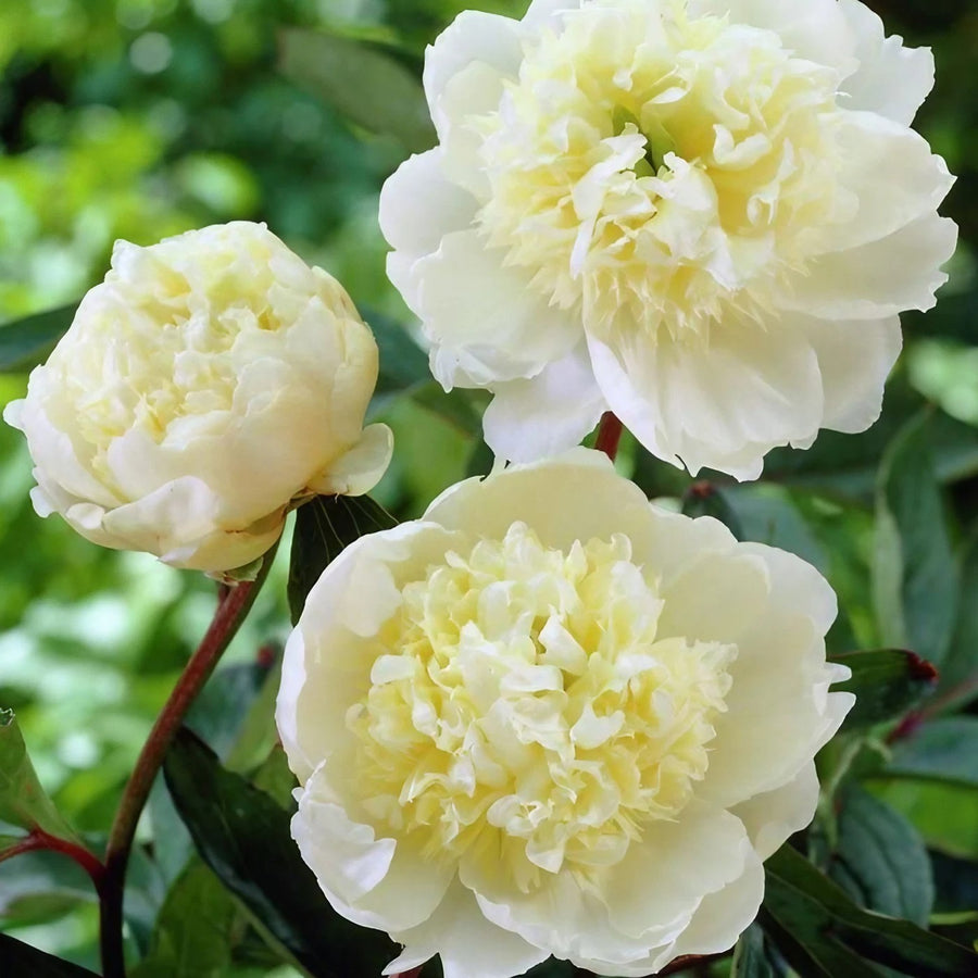 Paeonia Lactiflora Hybrids - White Chinese Peony paeonia-lactiflora-charles-white-2067-3733_clipdrop-enhance 1