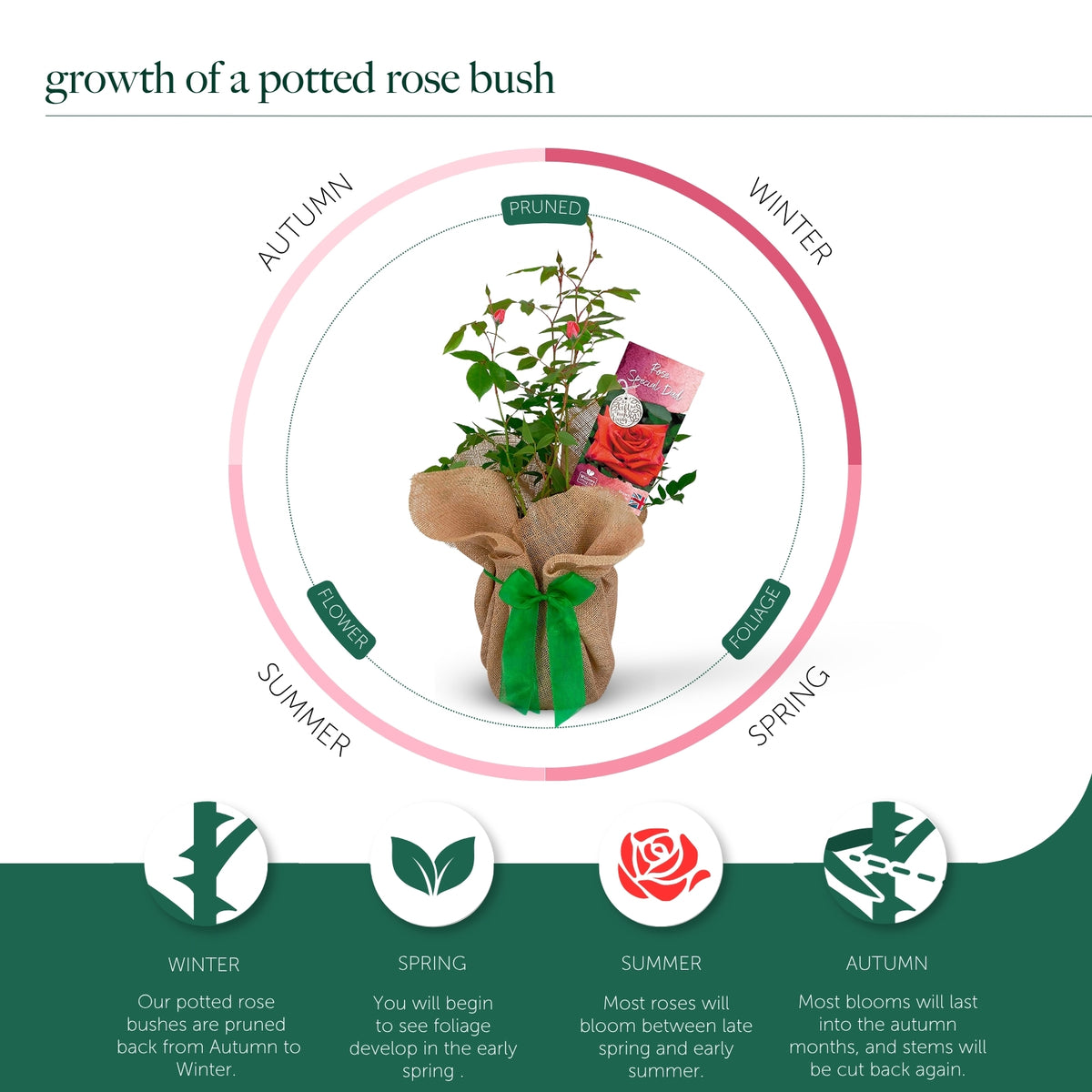 To a Wonderful Grandfather Rose Bush Gift Wrapped  4