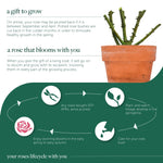 Special Dad Rose Bush Gift Wrapped  5