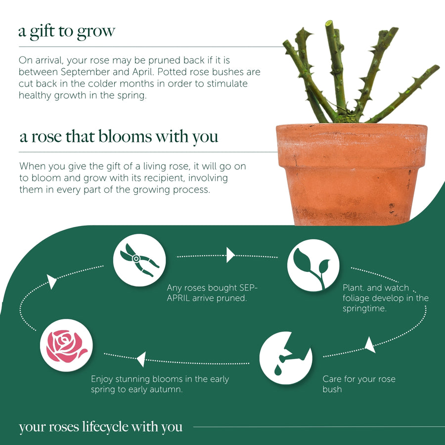 Special Dad Rose Bush Gift Wrapped  4