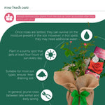 To a Wonderful Grandfather Rose Bush Gift Wrapped  6