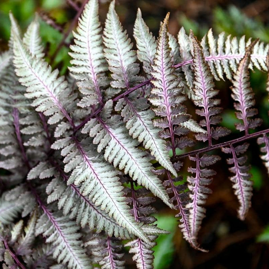 Athyrium Niponicum Metallicum Athyrium niponicum Metallicum image3 3