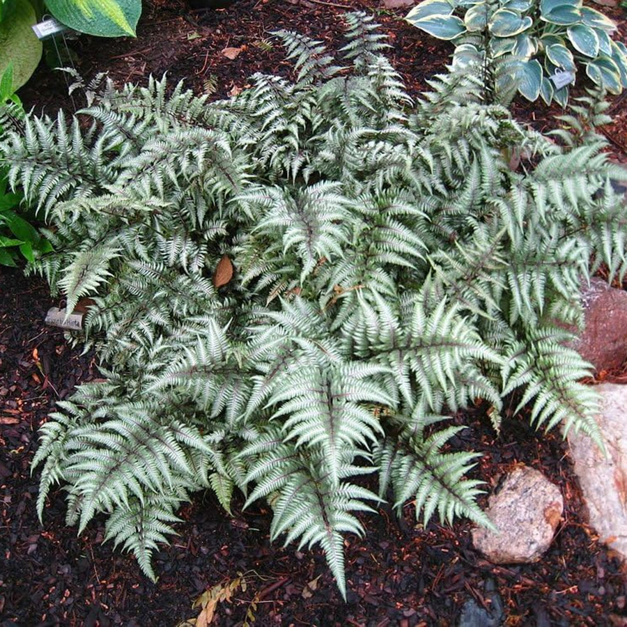Athyrium Niponicum Metallicum Athyrium niponicum Metallicum image2 2