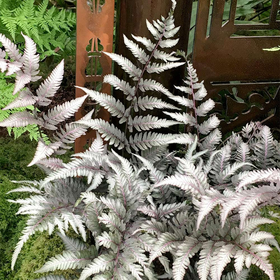 Athyrium Niponicum Metallicum Athyrium niponicum Metallicum image4 4