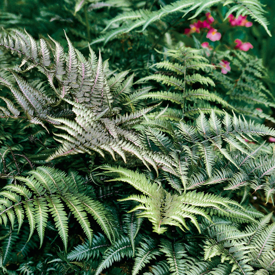 Athyrium Niponicum Metallicum Athyrium niponicum Metallicum image1 1