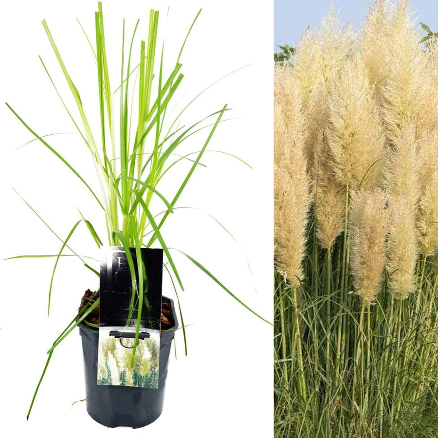 Pampas Grass 'Pumila' pampas 2