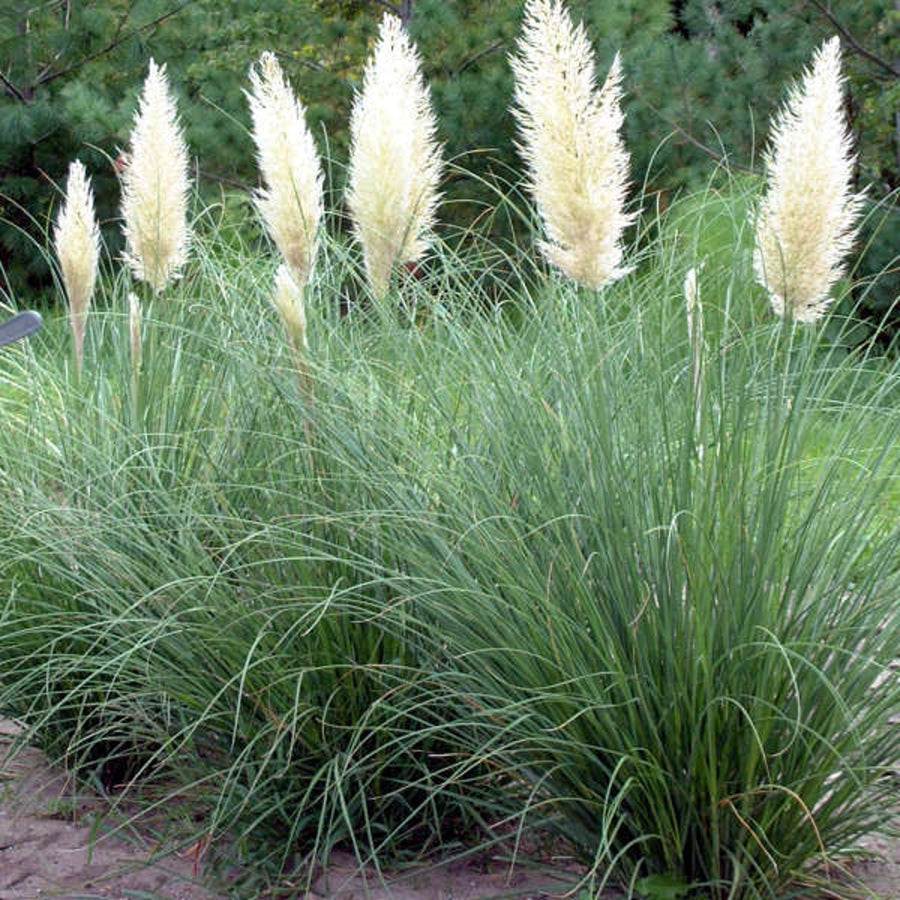 Pampas Grass 'Pumila' pampas1 3