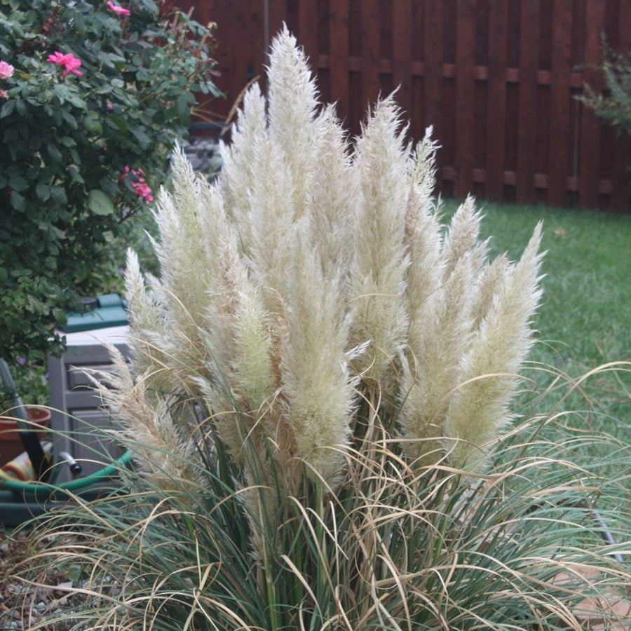 Pampas Grass 'Pumila' pampas2 4