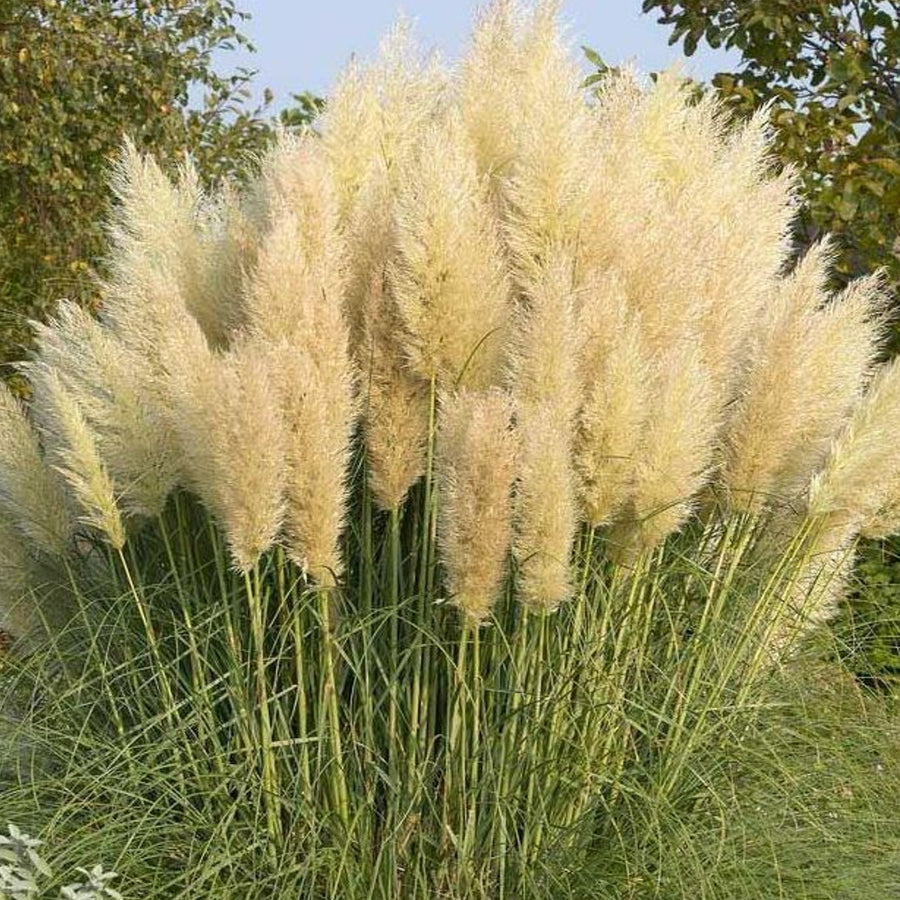 Pampas Grass 'Pumila' pampas3 1