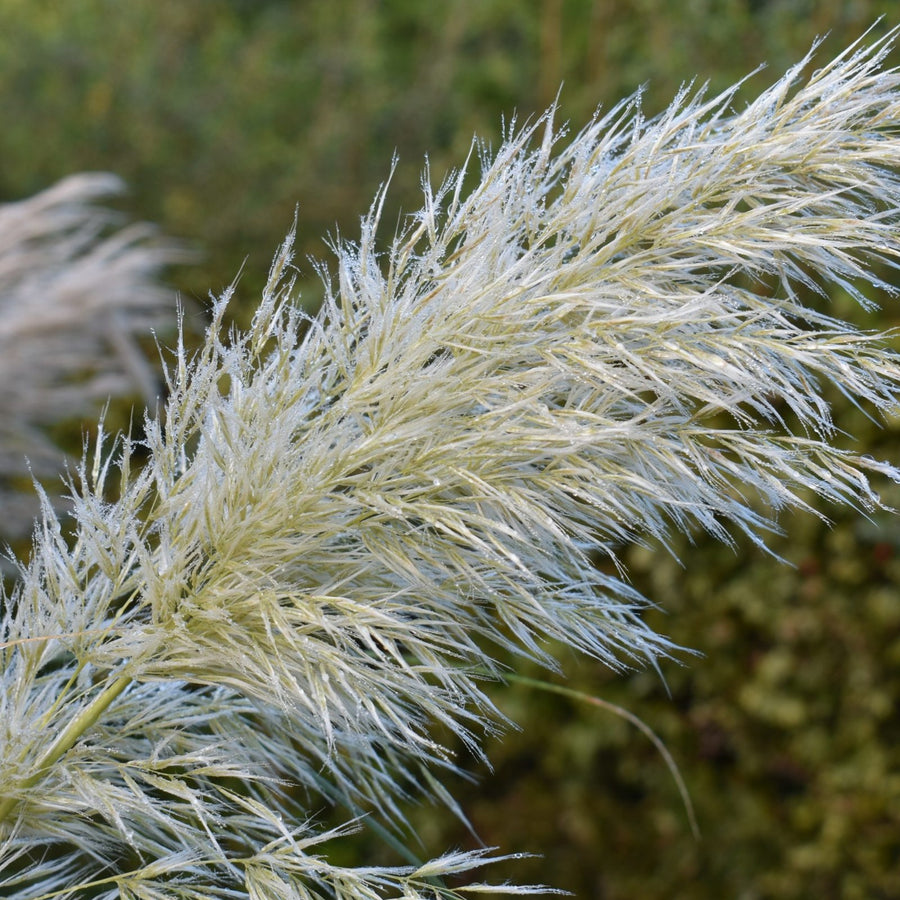 Pampas Grass 'Pumila' pampas4 5