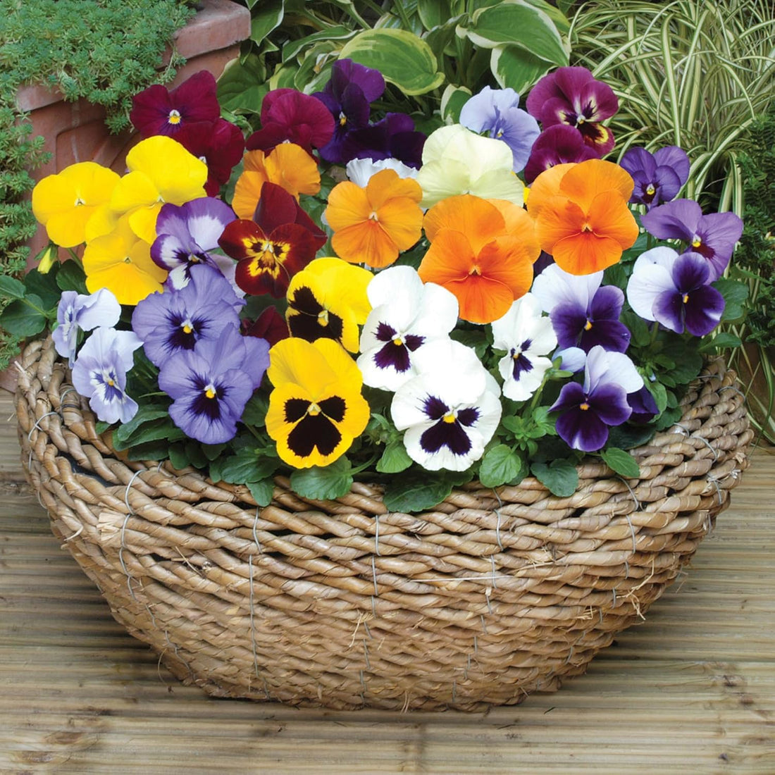 Pansy Matrix Mix Pack | Bedding Plants