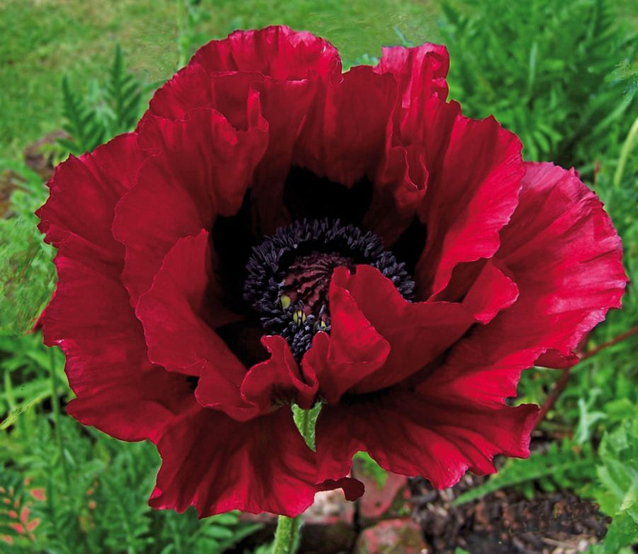 Poppy Plant - Bonfire papaver20heartbeat 3