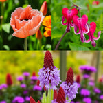 Poppy, Dicentra & Primula Bare Root Mix  1