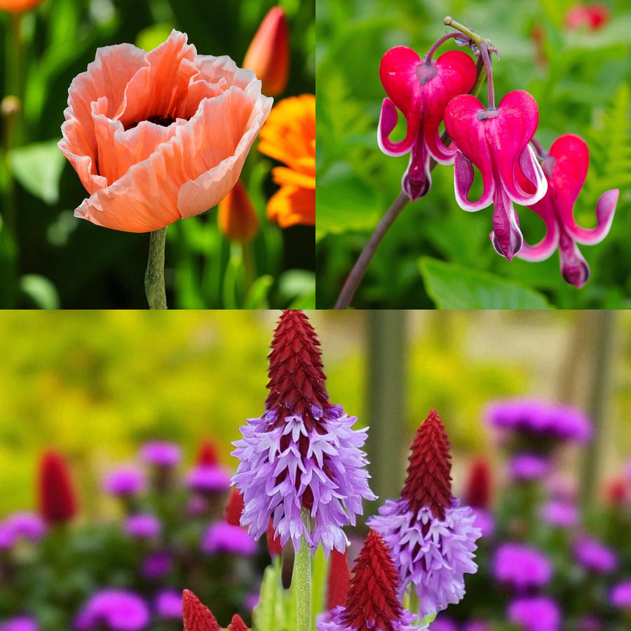 Poppy, Dicentra & Primula Bare Root Mix  1