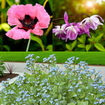 Papaver, Epimedium & Brunnera Bare Root Mix  1