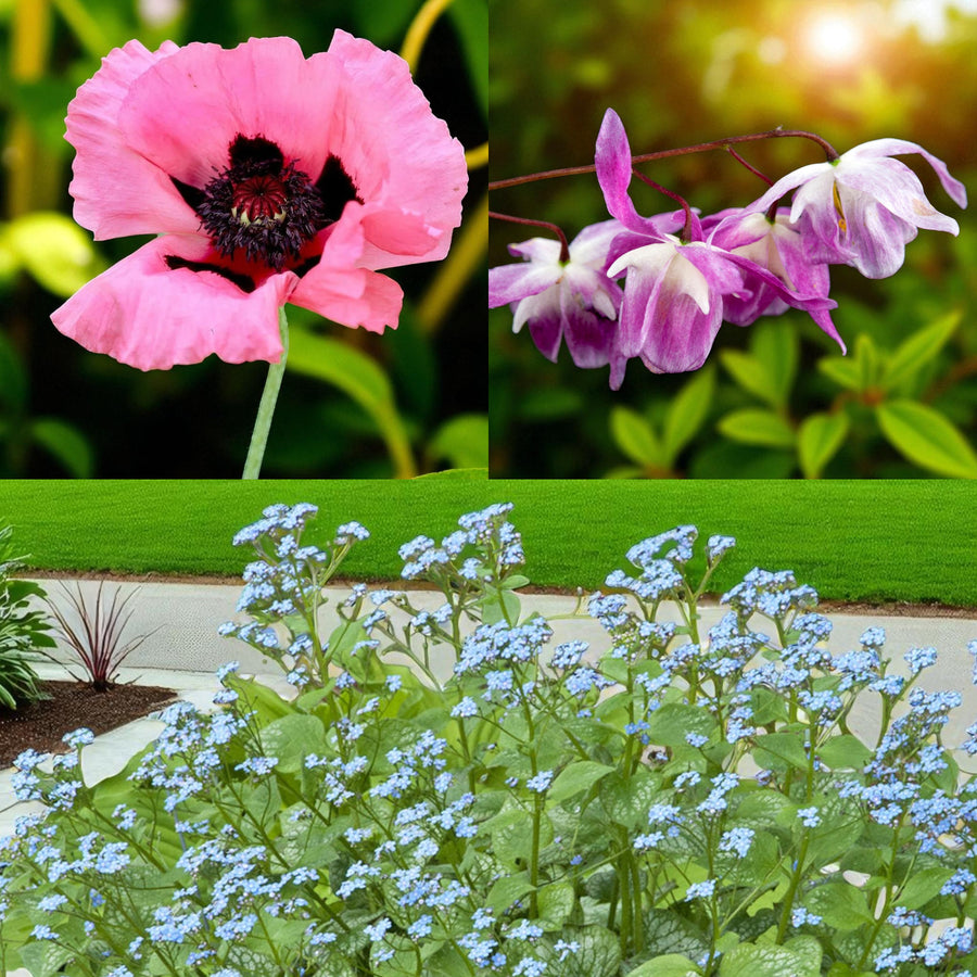 Papaver, Epimedium & Brunnera Bare Root Mix  1