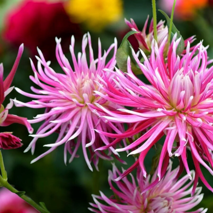 Dahlia Park Princess Bulbs  2