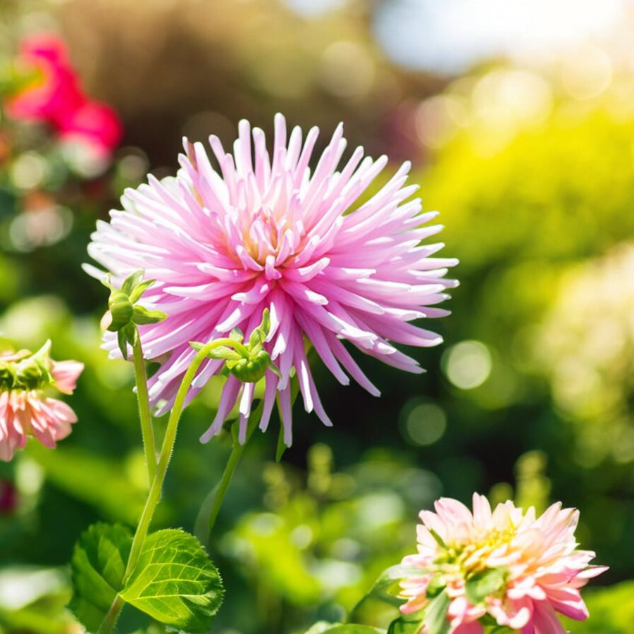Dahlia Park Princess Bulbs  3