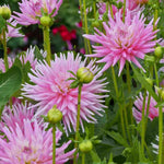 Dahlia Park Princess Bulbs  4