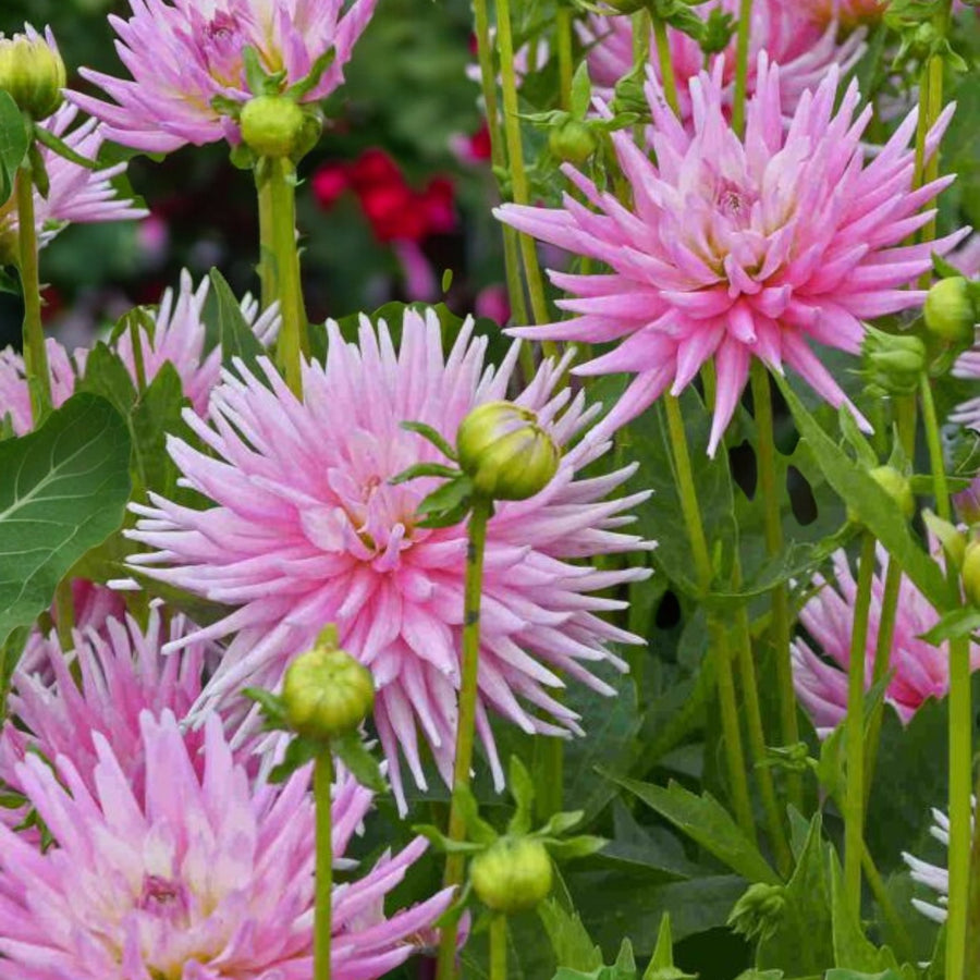 Dahlia Park Princess Bulbs  4