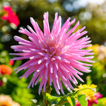 Dahlia Park Princess Bulbs  1