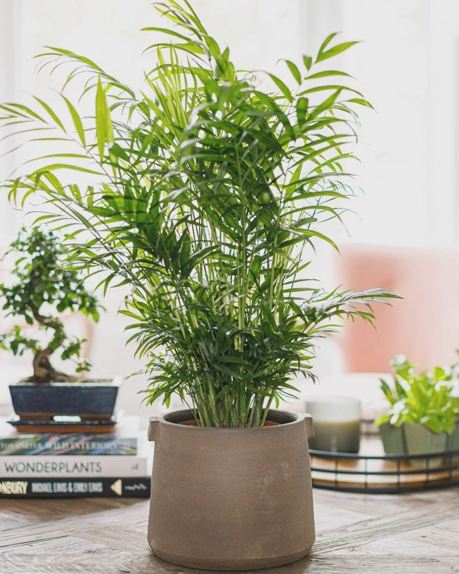 Foliage Indoor Mix Plants parlour-palm-2_441ff95cb818bac056635b26b0009367 2
