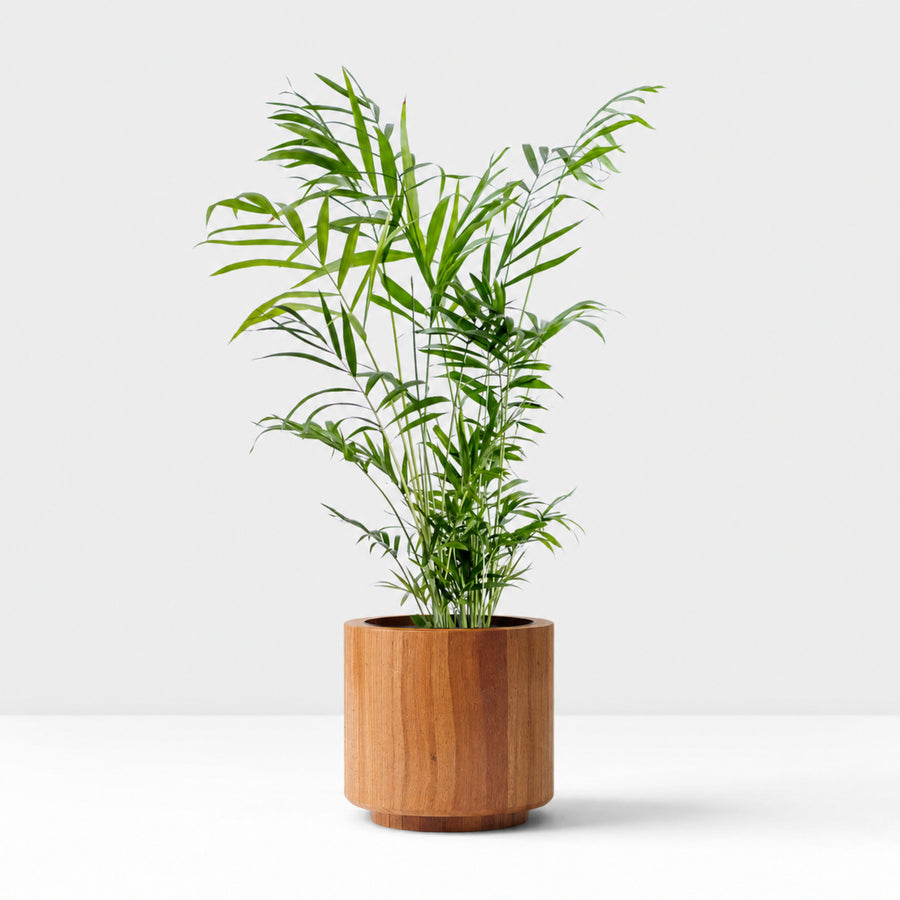 Pet Friendly Houseplant Bundle - Maranta Fascinator, Parlour Palm & Boston Fern  4