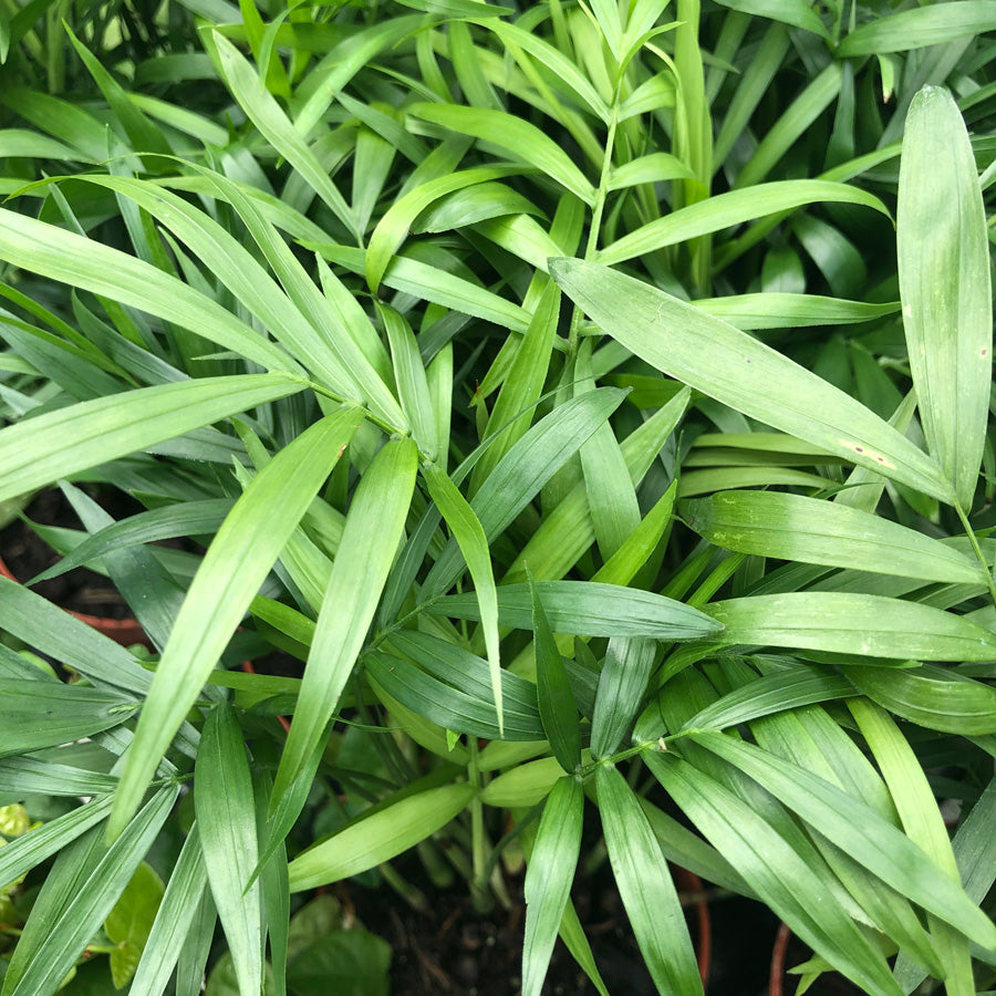 Foliage Indoor Mix Plants parlour-palm 2