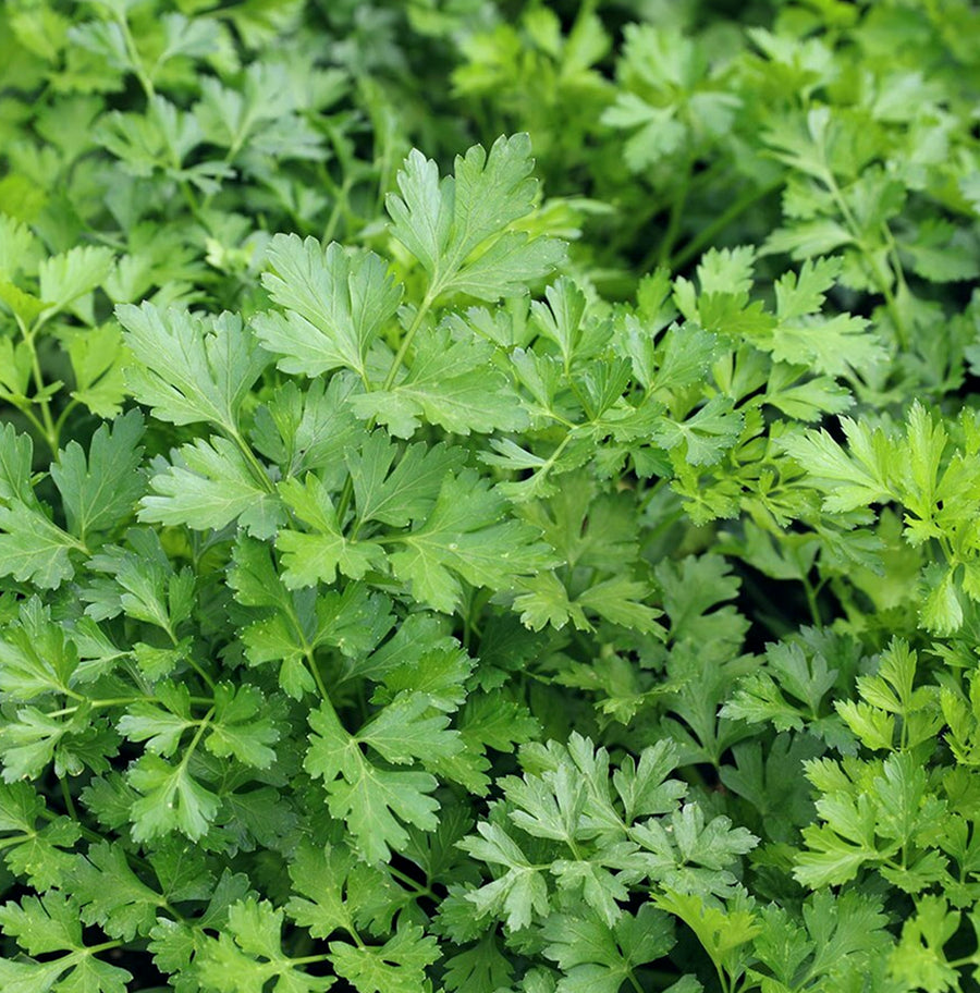 Parsley French Flat Leaf - 3 x 9cm Pots parsley2 1