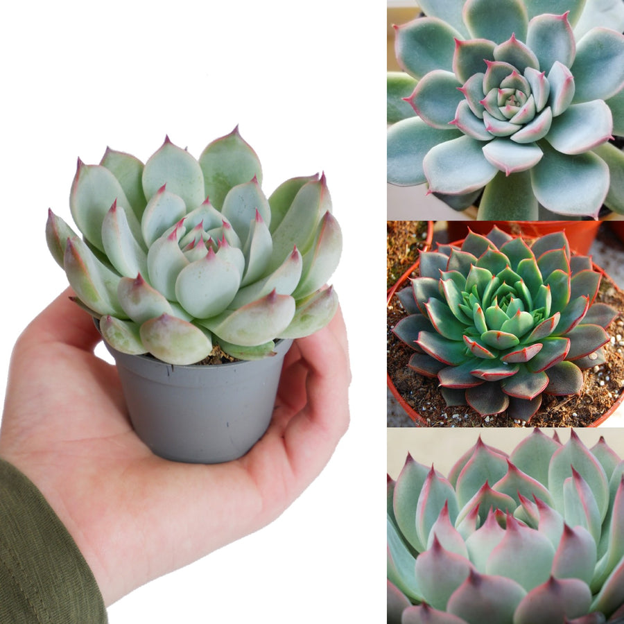 Echeveria 'Parva' parva 2
