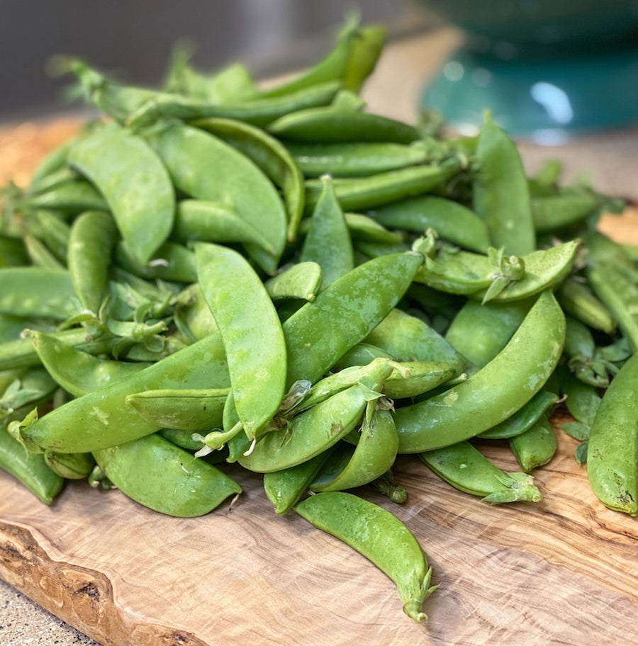 Pea Oregon Sugar Pod Plant Mangetout (Pea) 'Oregon Sugar Pod' (8 Pack) image2 1