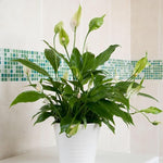 Peace Lily Plant  2