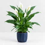 Air Purifying Plant Collection - Peace Lily, Maranta Fascinator & Devi's Ivy Pothos  5