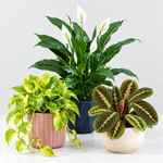 Air Purifying Plant Collection - Peace Lily, Maranta Fascinator & Devi's Ivy Pothos  2