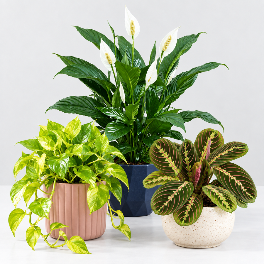 Air Purifying Plant Collection - Peace Lily, Maranta Fascinator & Devi's Ivy Pothos  2