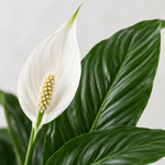 Spathiphyllum Peace Lily 'Alana'  3