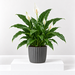 Spathiphyllum Peace Lily 'Alana'  1