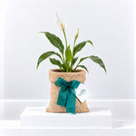 Spathiphyllum Peace Lily in Hessian Gift Wrap  1