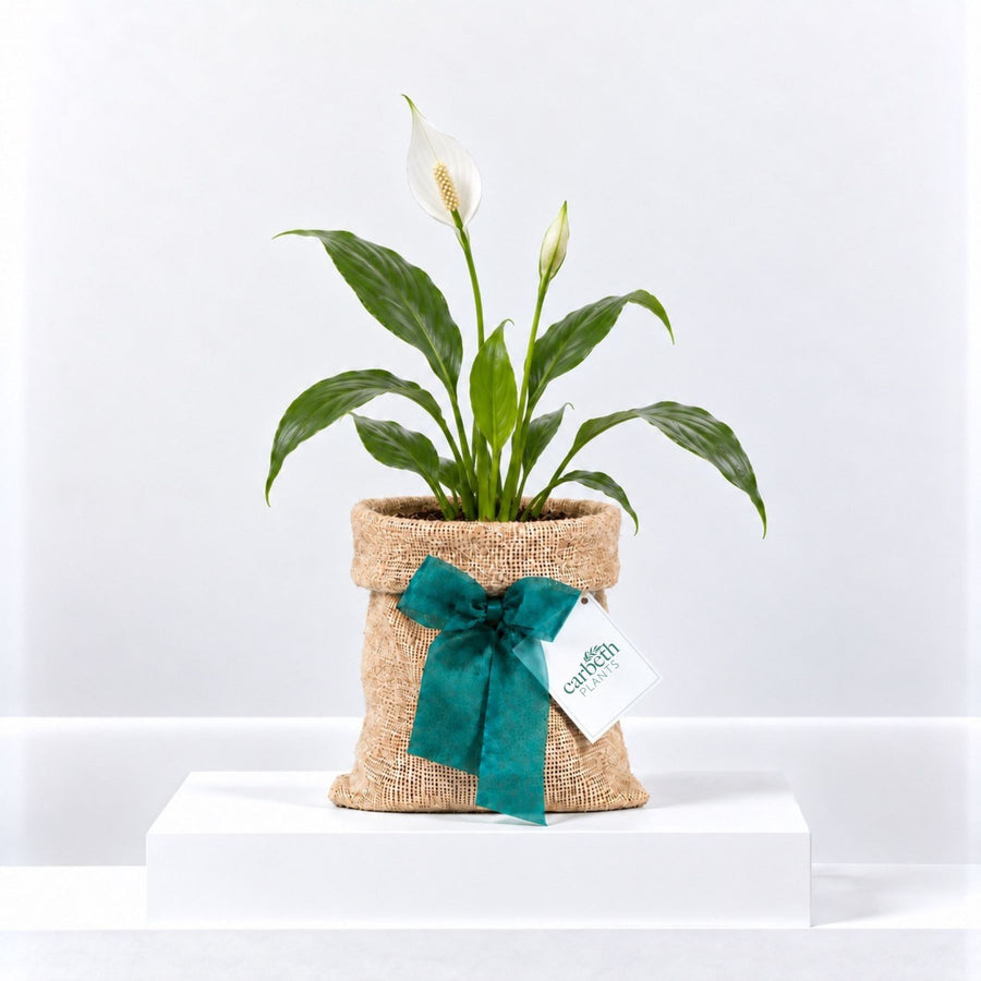 Spathiphyllum Peace Lily in Hessian Gift Wrap  1
