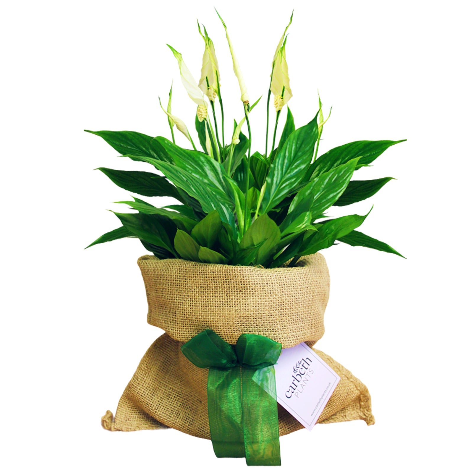 peace lily delivered uk Spathiphyllum Peace Lily in Hessian Gift Wrap