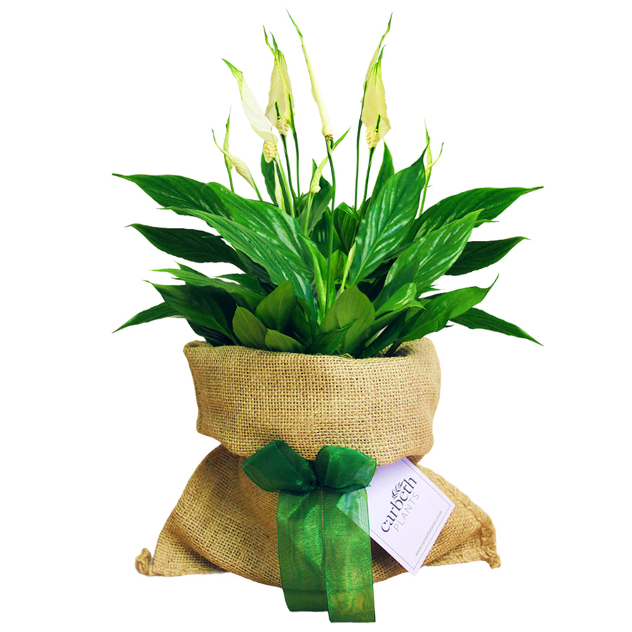 Spathiphyllum Peace Lily in Hessian Gift Wrap Spathiphyllum Peace Lily in Hessian Gift Wrap image1 1