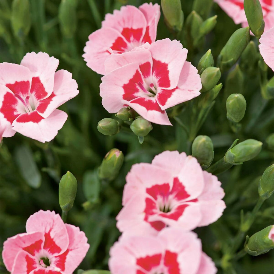 Dianthus 'Peach Party' Dianthus 'Peach Party' image3 3