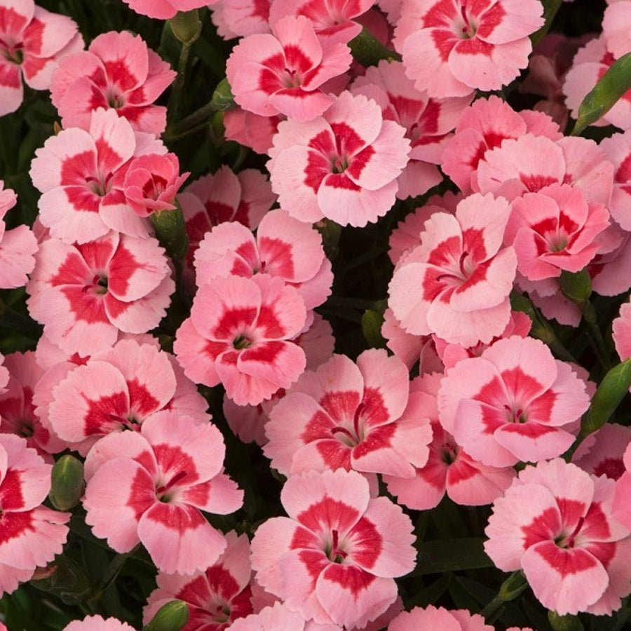 Dianthus 'Peach Party' Dianthus 'Peach Party' image2 2