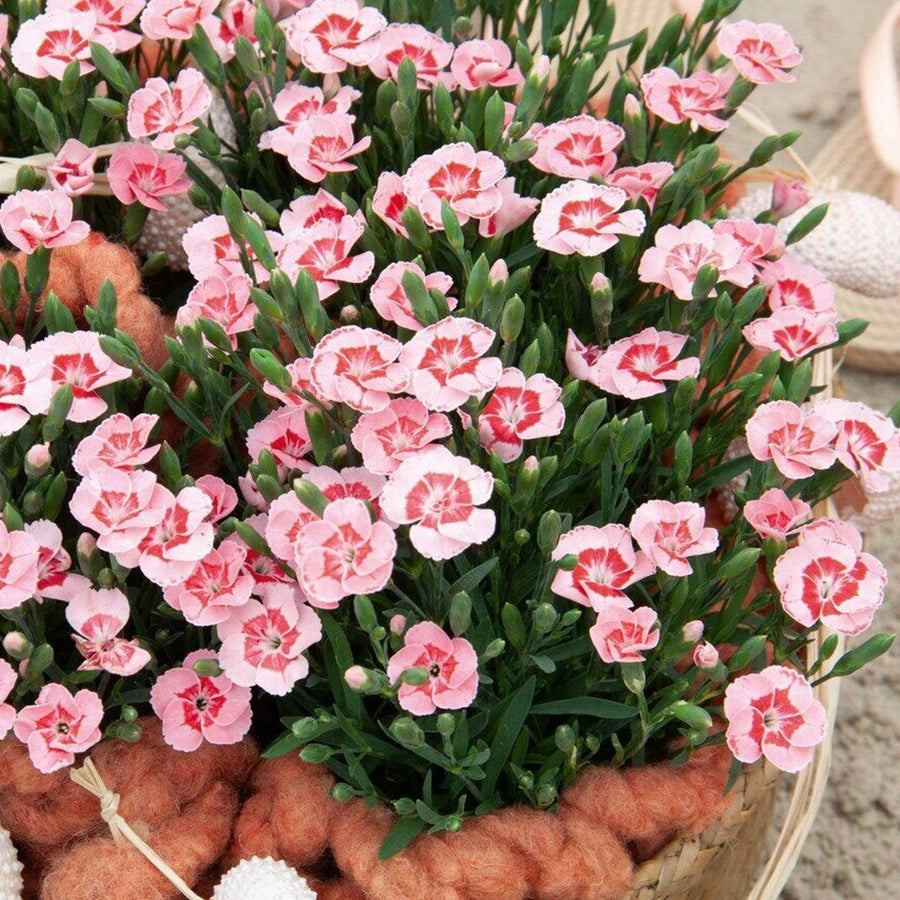 Dianthus 'Peach Party' Dianthus 'Peach Party' image1 1