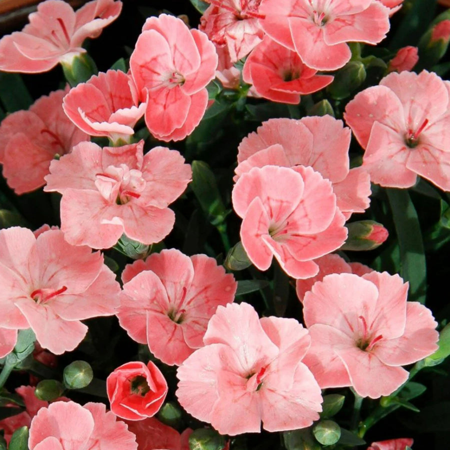 Dianthus 'Peach Party' Dianthus 'Peach Party' image4 4