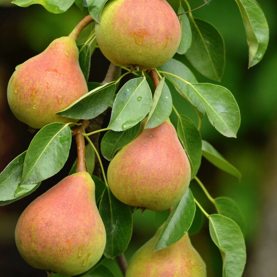 Pear Tree - 'Doyenne du Comice' Pear Tree - 'Doyenne du Comice' image1 1
