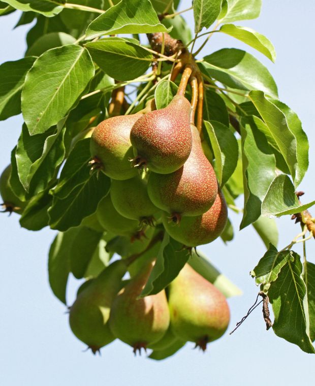 Pear Trees  4