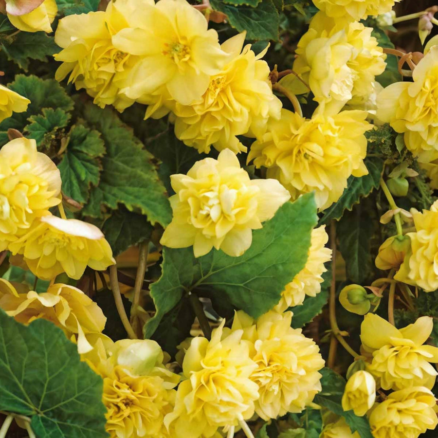 Begonia Pendula Trailing Tubers  2