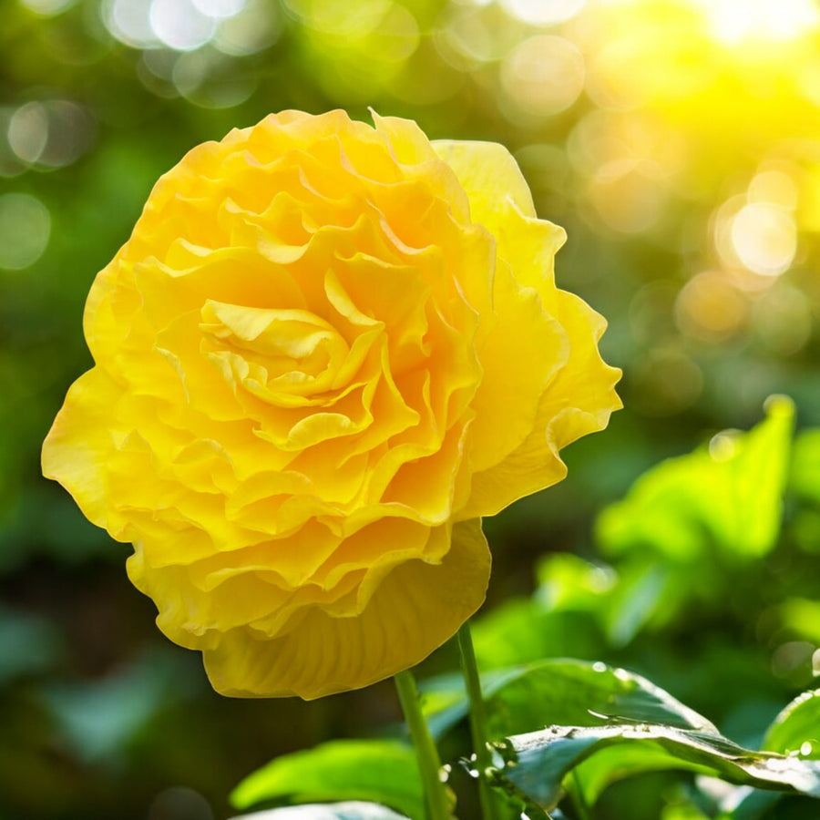 Begonia Pendula Yellow Trailing Tubers  2